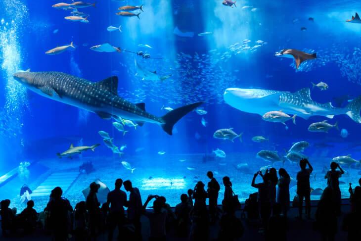 Okinawa Churaumi Aquarium- Best tourist Attraction in Japan 